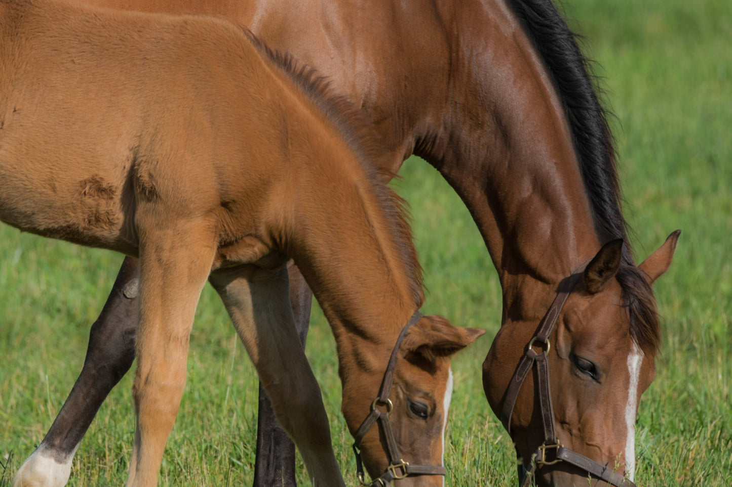 A foal and a mare grazing together in a grassy field, both wearing halters.