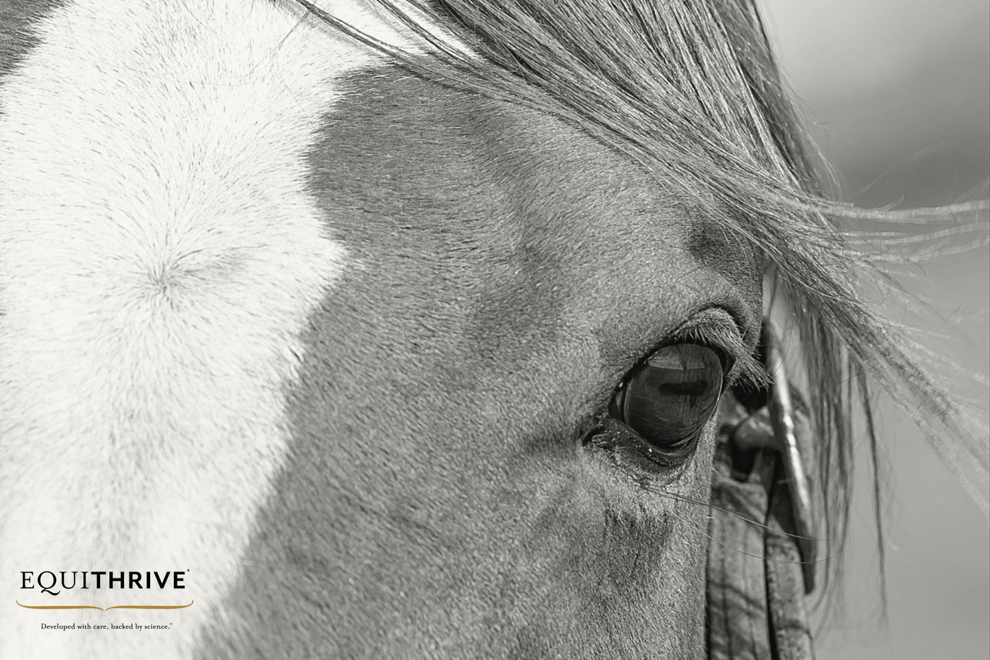 Close-up of a horse’s eye and face with a white blaze, capturing fine details of the fur and mane in black and white.