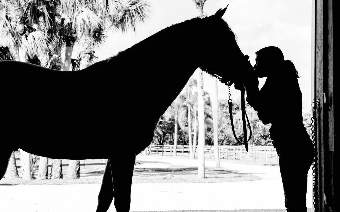 Silhouette of a person kissing a horse on the nose in a stable doorway, with palm trees visible in the bright background.