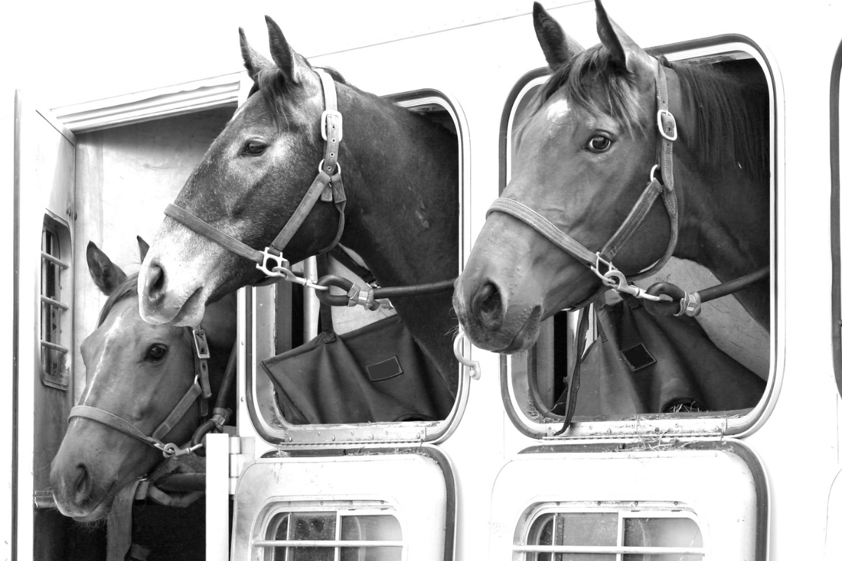 Three horses looking out from the windows of a trailer, wearing halters and appearing calm during transport.
