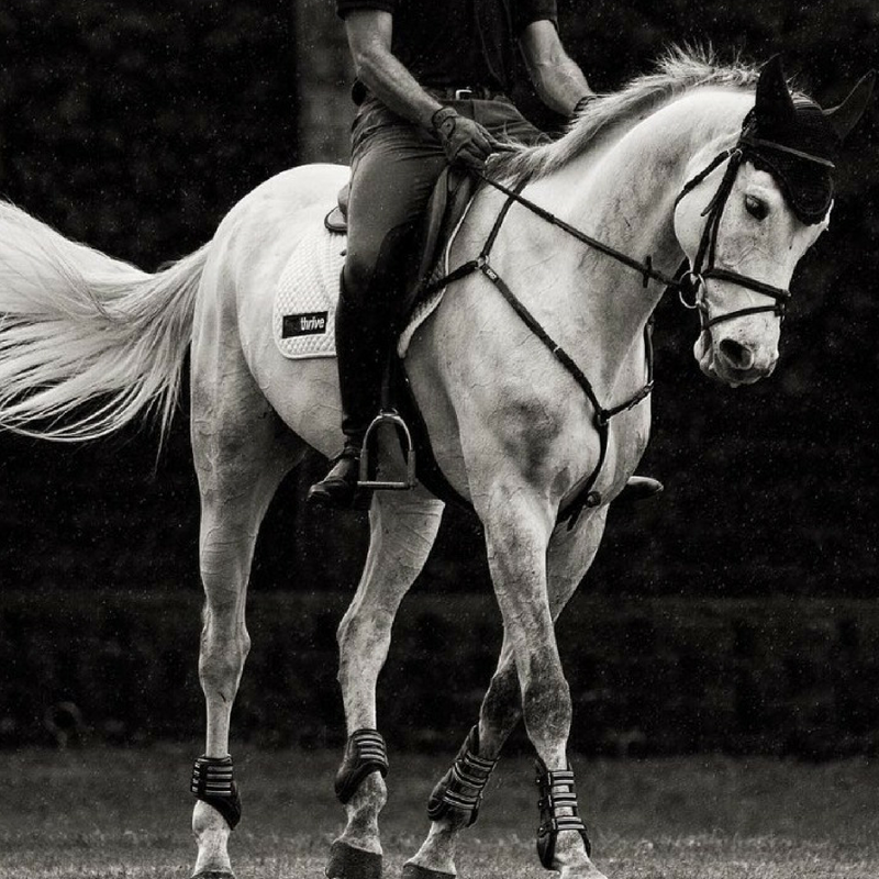 Equestrian riding a white horse in a dressage pose, with saddle pad labeled "thrive" and protective gear on the horse’s legs.