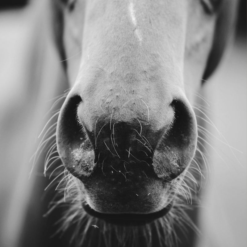 16 Facts About Horse Digestion