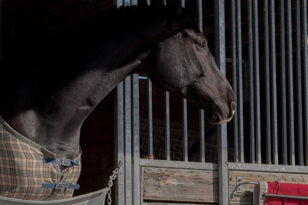 Is My Horse Getting Enough Vitamin E?