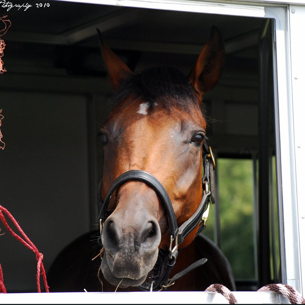 Brown horse wearing a black halter looking out from a trailer window with hay hanging nearby.