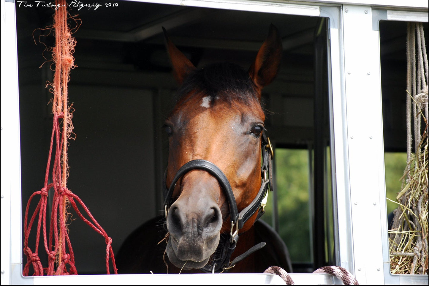 Brown horse wearing a black halter looking out from a trailer window with hay hanging nearby.