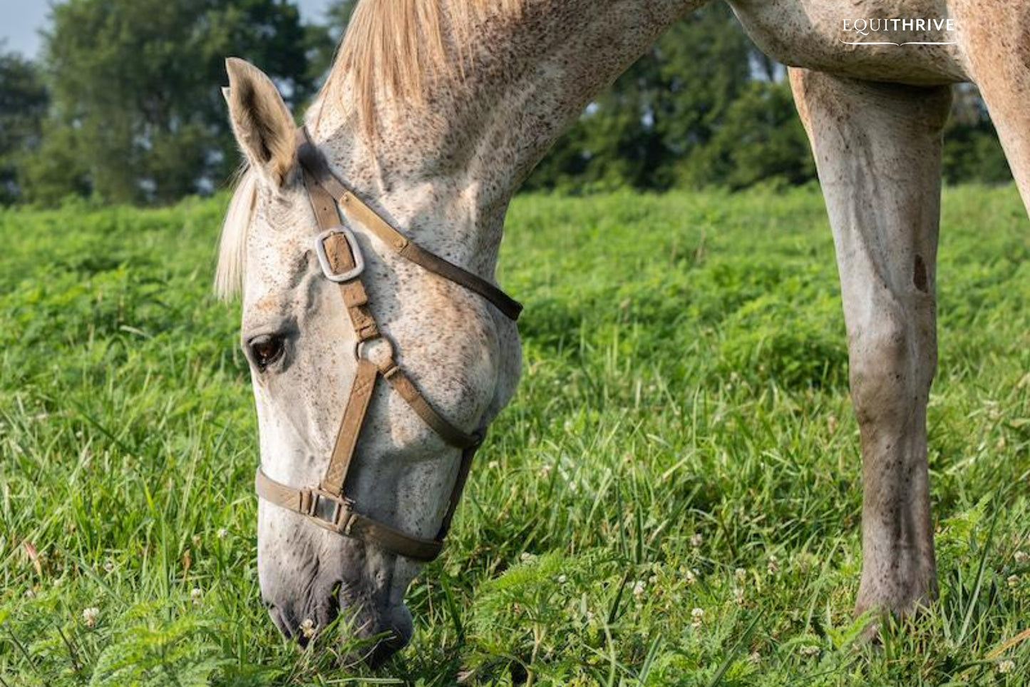 Spring Pastures and Metabolic Horses