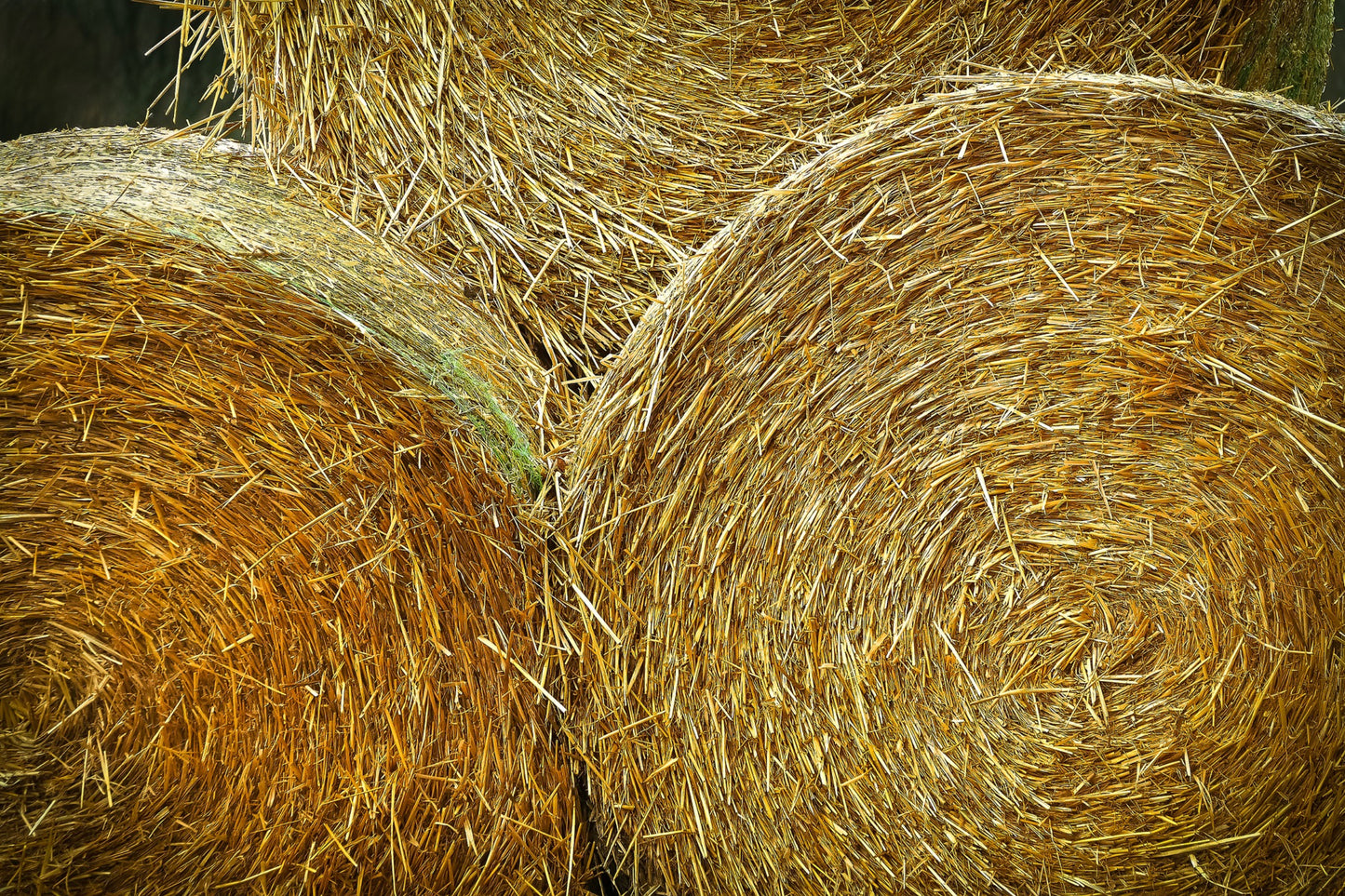 Ask the Expert: Is Coastal Hay Safe for My Horse?