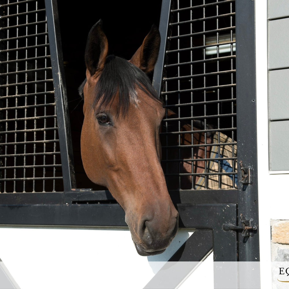 Brown horse sticking its head through a black metal stall gate inside a stable, with Equithrive logo in the bottom corner.=