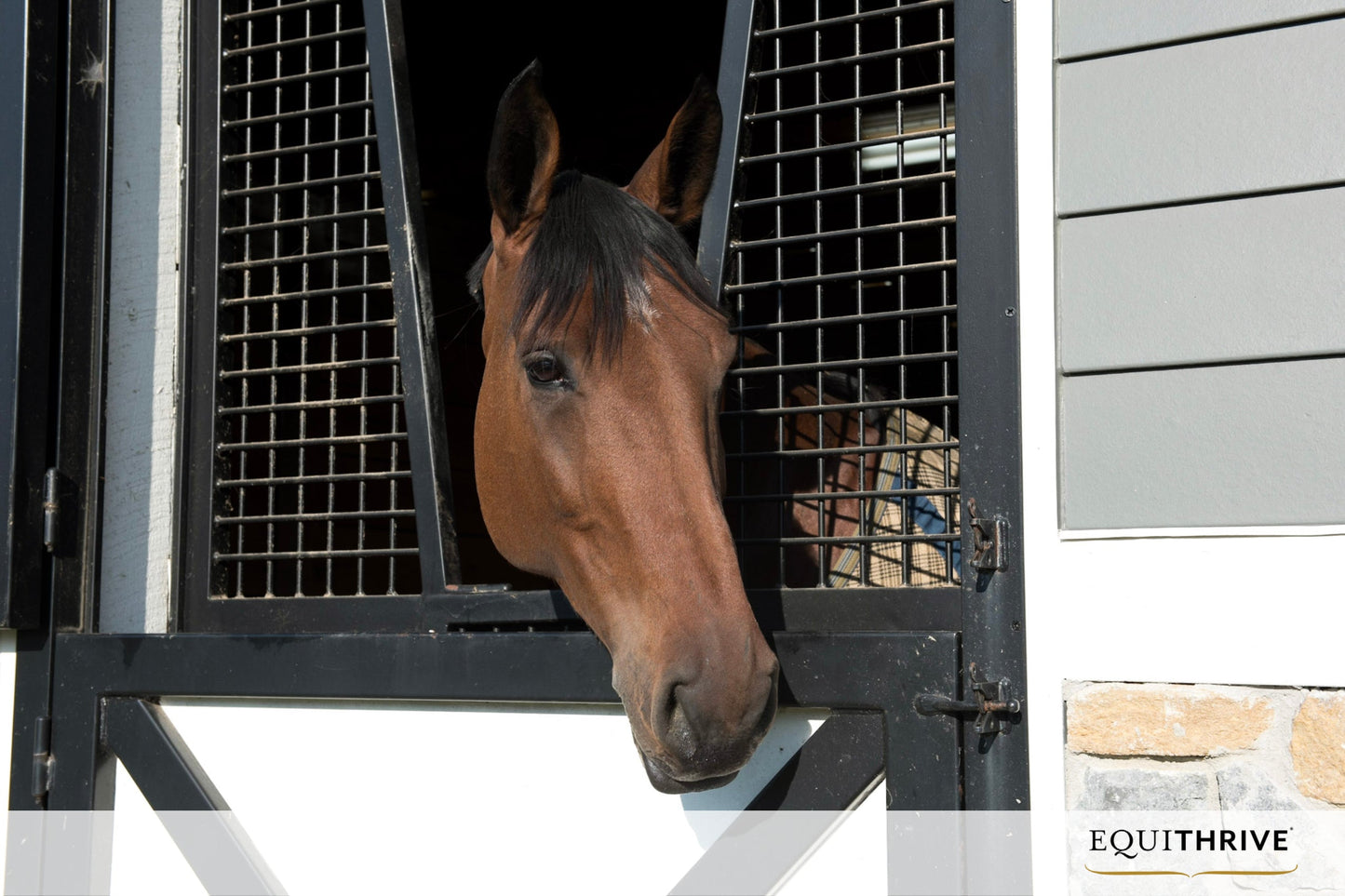 Brown horse sticking its head through a black metal stall gate inside a stable, with Equithrive logo in the bottom corner.=