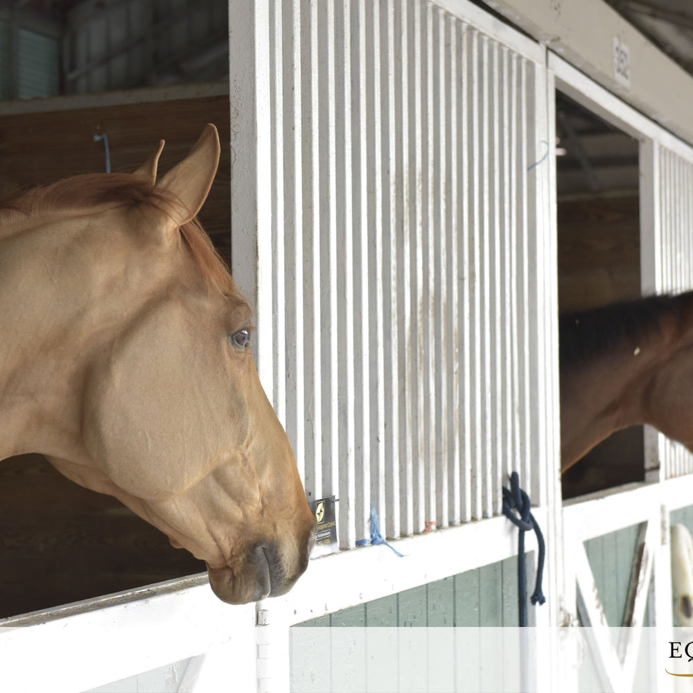 Two horses looking out from their stable stalls, one chestnut and one bay, inside a white and green barn.