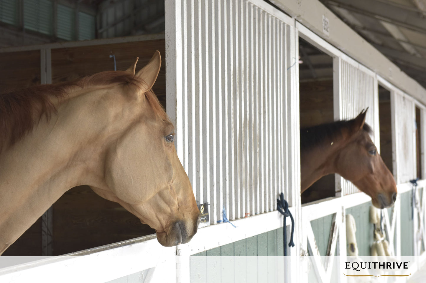 Two horses looking out from their stable stalls, one chestnut and one bay, inside a white and green barn.