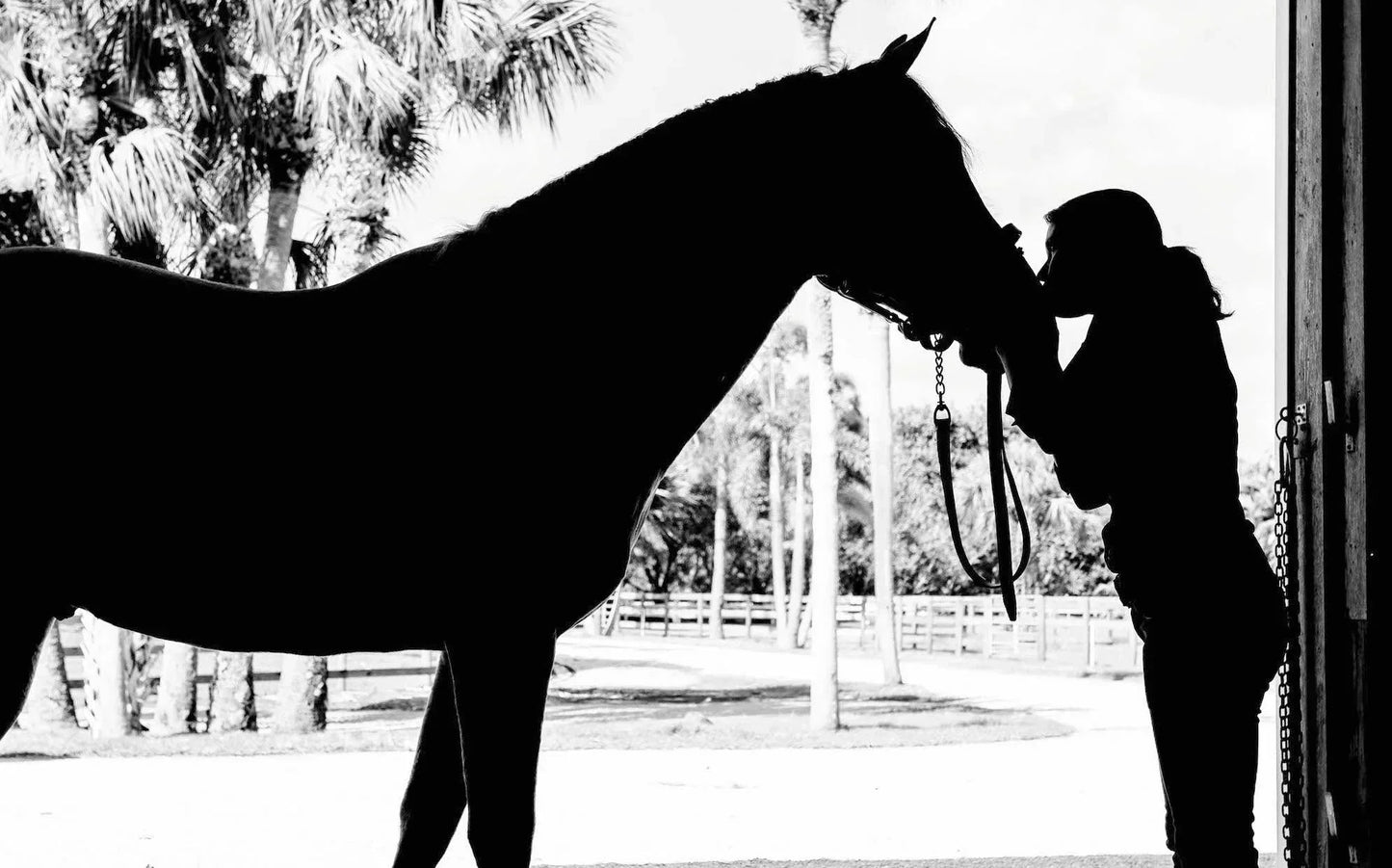 Silhouette of a person kissing a horse on the nose in a stable doorway, with palm trees visible in the bright background.