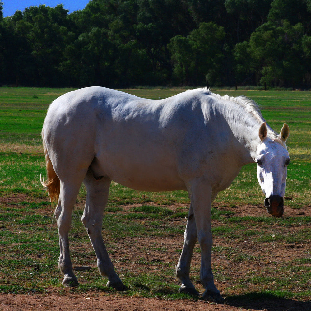 White horse standing on a grassy field with trees in the background under a clear blue sky.