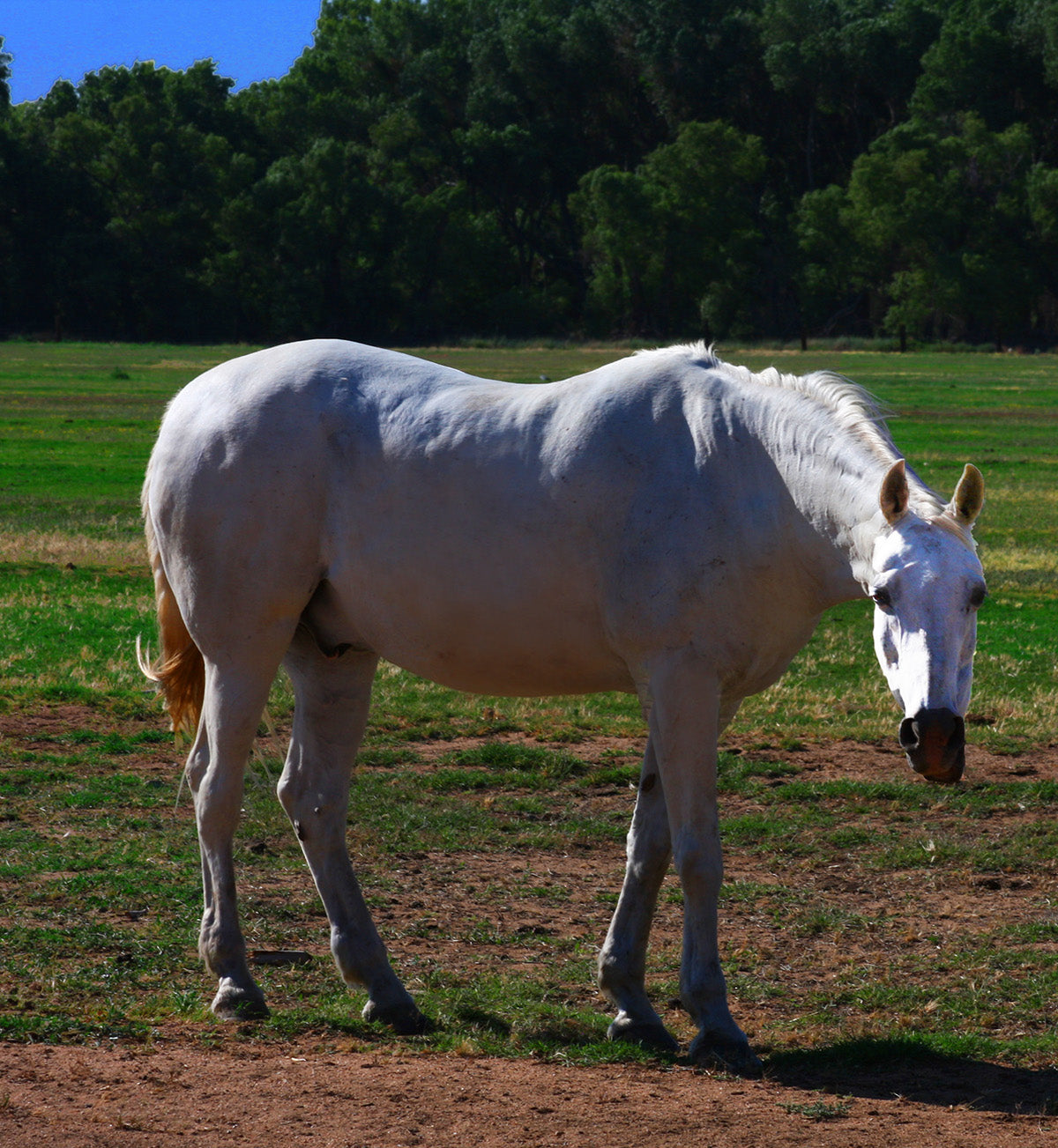 White horse standing on a grassy field with trees in the background under a clear blue sky.