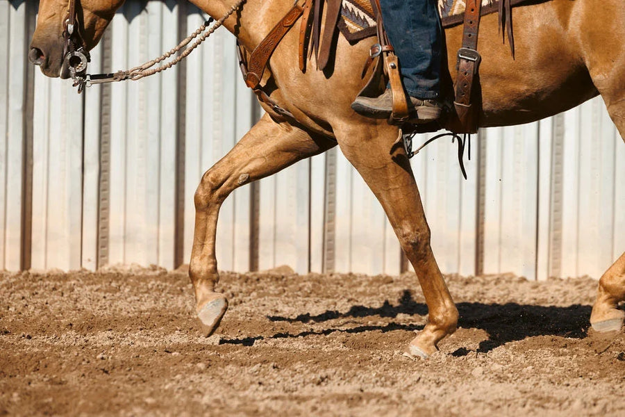 Horse moving under saddle, highlighting everyday joint movement and mobility during regular work.