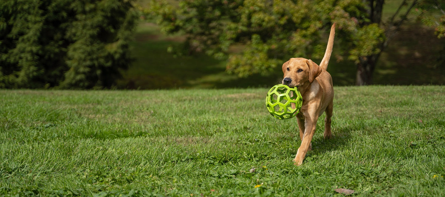 Canine Joint & Mobility Support